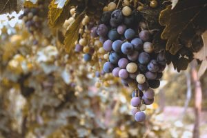 Read more about the article Wine Industry Trends in Napa Valley
