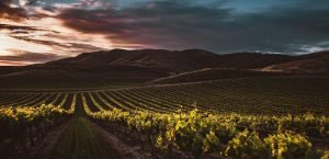 Read more about the article Costs of Starting a Winery in Napa Valley