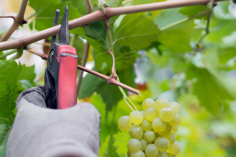 You are currently viewing Unveiling the Art of Cultivation: Pruning Grape Vines
