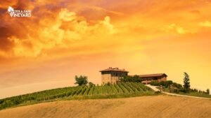 Read more about the article Embrace the Essence of Winemaking and Napa Valley Weather