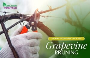 Read more about the article How to Prune a Grapevine Like a Pro