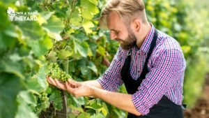 Read more about the article Everything You Need to Consider for a Vineyard Business Plan