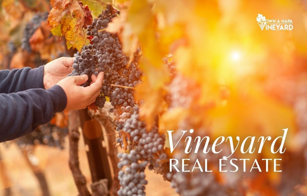 Read more about the article Vineyard Real Estate Trends – What’s Driving the Demand?