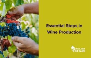 Read more about the article The Six Essential Steps in Wine Production