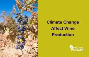 Read more about the article How Does Climate Change Affect Wine Production?