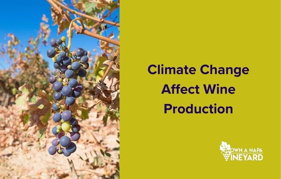 You are currently viewing How Does Climate Change Affect Wine Production?