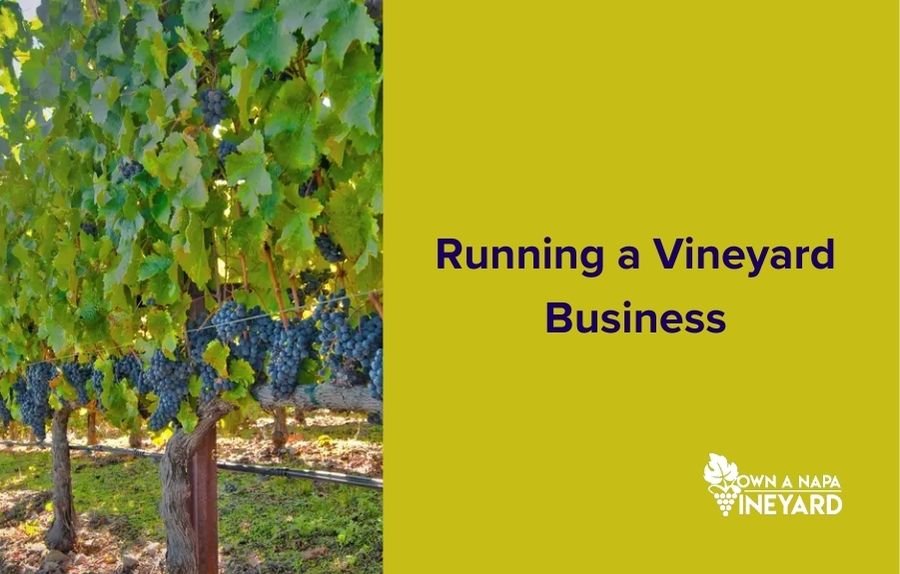 Read more about the article Running a Vineyard Business: Essential Insights