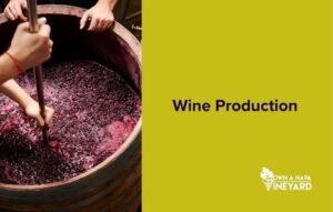 Read more about the article The History of Wine Production: Tracing Its Origins