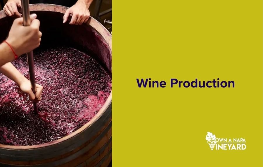 You are currently viewing The History of Wine Production: Tracing Its Origins
