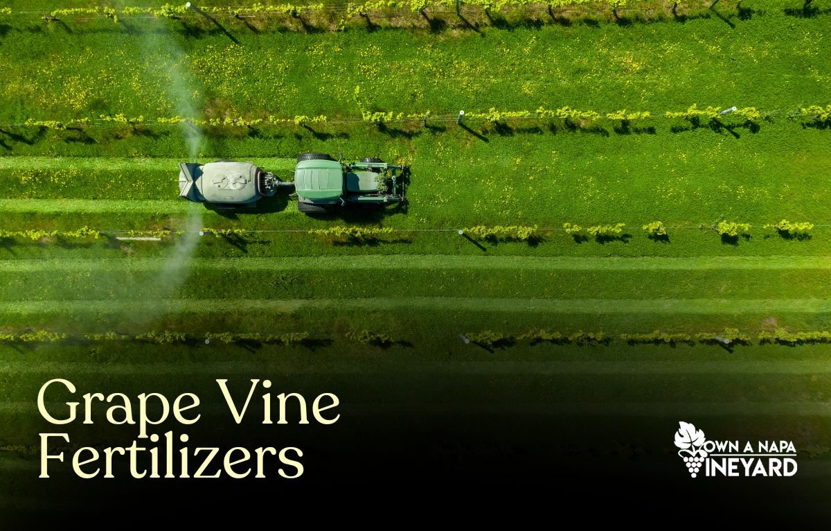 You are currently viewing What is the Best Fertilizer for Grape Vines?