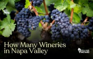 Read more about the article How Many Wineries in Napa Valley?