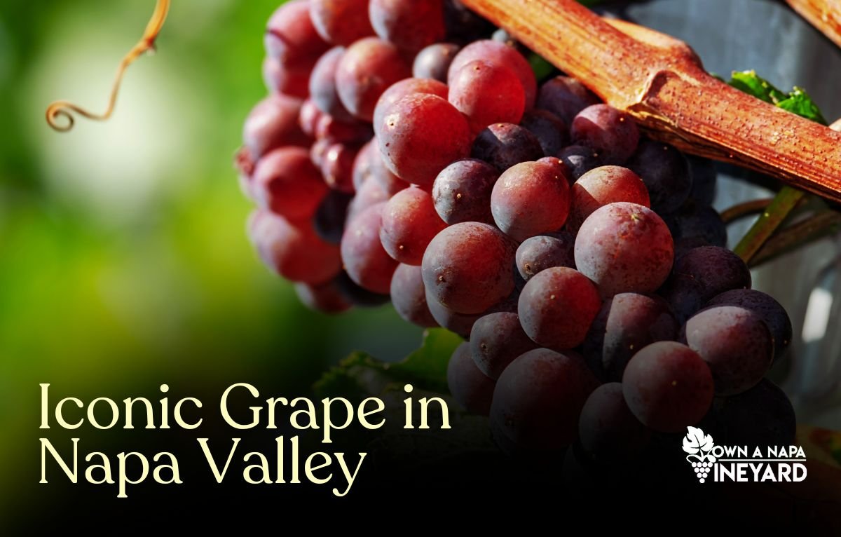 Read more about the article Iconic Grape in Napa Valley: Cabernet Sauvignon