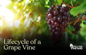 Read more about the article Lifecycle of a Grape Vine