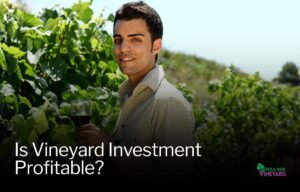 Read more about the article 5 Factors That Determine if Vineyard Investment is Profitable