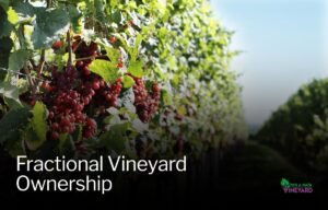 Read more about the article What You Need to Know About Fractional Vineyard Ownership