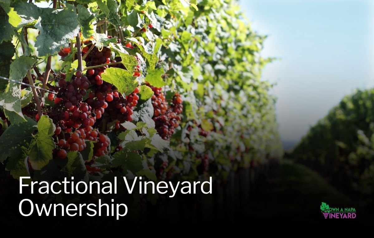 You are currently viewing What You Need to Know About Fractional Vineyard Ownership