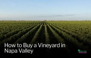 Read more about the article How to Buy a Vineyard in Napa Valley