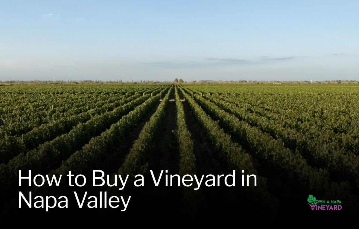 Read more about the article How to Buy a Vineyard in Napa Valley