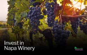 Read more about the article What’s the Best Wine Investment in 2025?