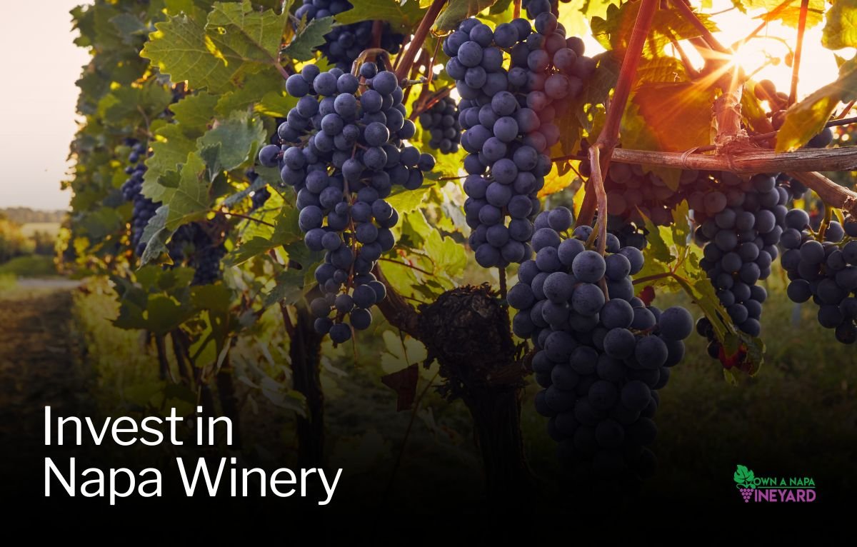 You are currently viewing What’s the Best Wine Investment in 2025?