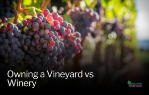 Read more about the article Breaking Down Vineyard vs Winery Ownership