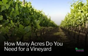 Read more about the article How Much Acreage You Need to Start a Vineyard