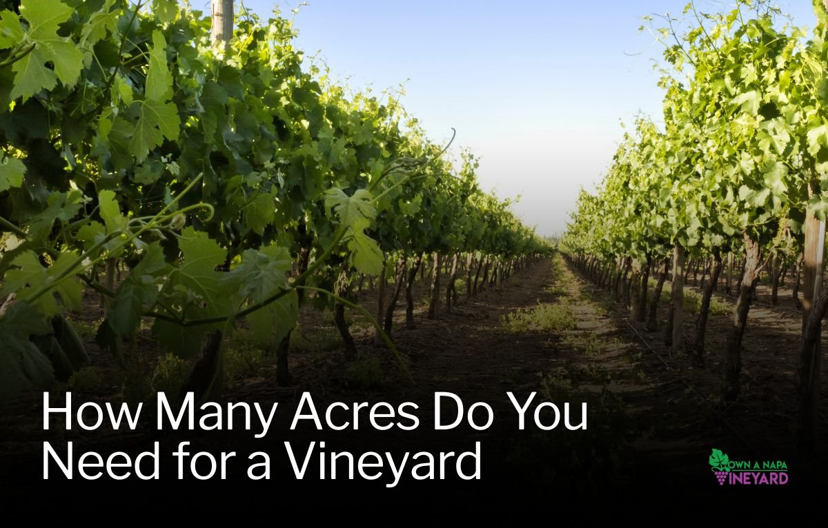 Read more about the article How Much Acreage You Need to Start a Vineyard