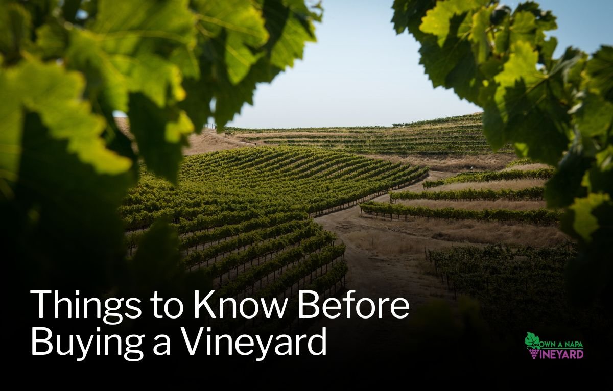 You are currently viewing 7 Practical Things to Know Before Buying a Vineyard in Napa