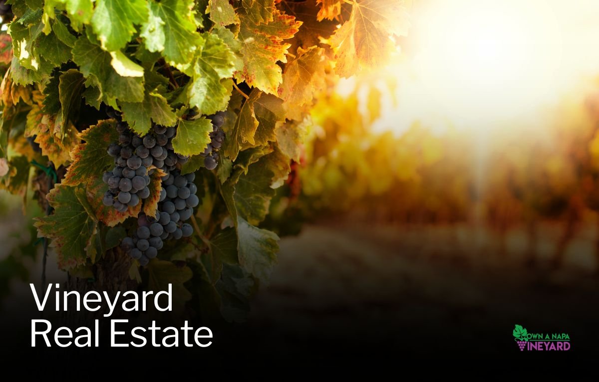 Read more about the article Who Buys Vineyard Real Estate in Napa? 4 Types of Buyers You’ll See