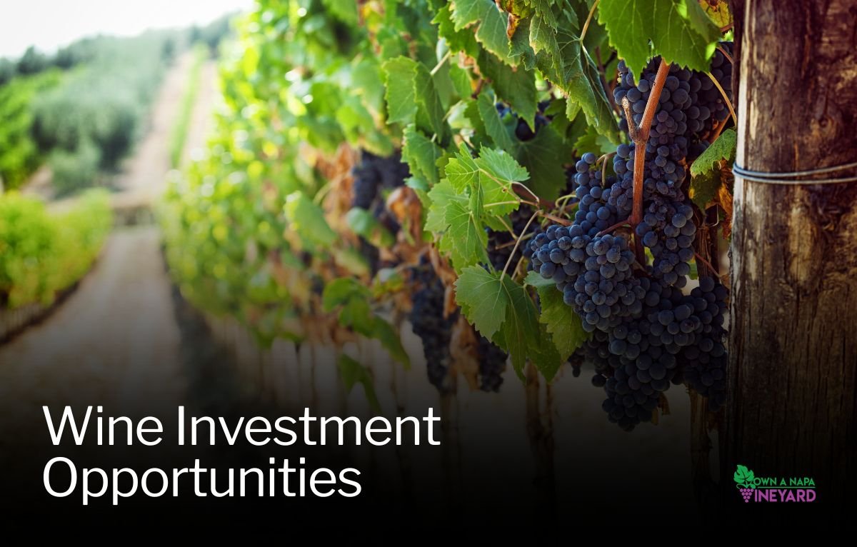 You are currently viewing How to Invest in a Napa Winery Without Starting From Scratch