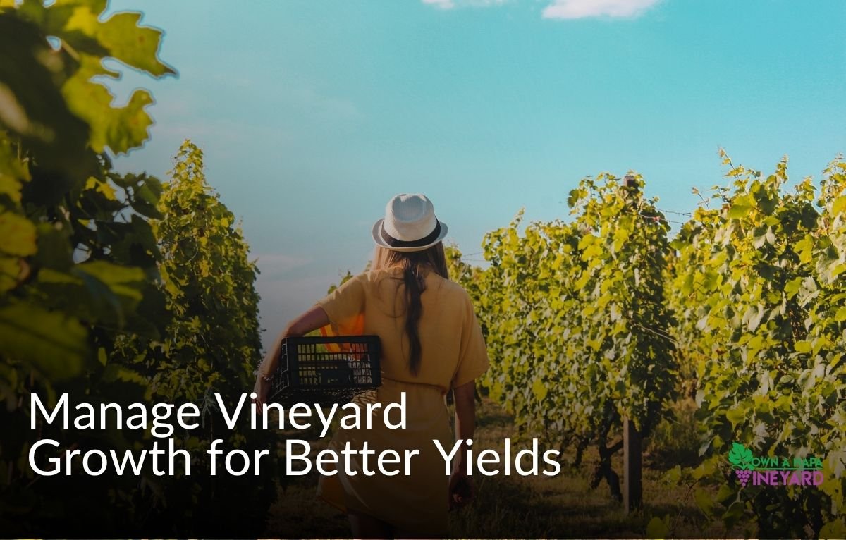 Read more about the article How to Manage Vineyard Growth for Higher Grape Yields