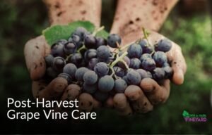 Read more about the article Post-Harvest Grape Vine Care: Restoring Soil and Root Health