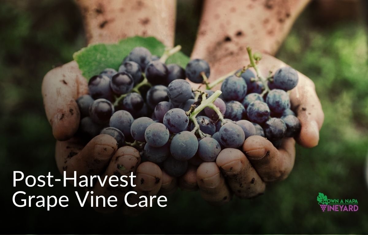 Read more about the article Post-Harvest Grape Vine Care: Restoring Soil and Root Health
