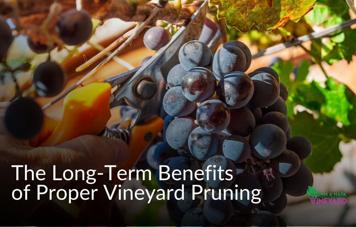 You are currently viewing The Long-Term Benefits of Proper Vineyard Pruning
