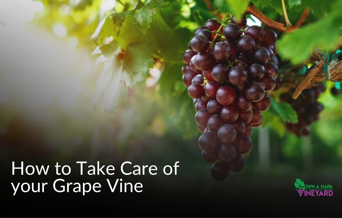 You are currently viewing How to Take Care of a Grape Vine: Year-Round Vineyard Maintenance Tips