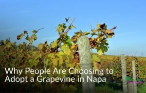 Read more about the article Why People Are Choosing to Adopt a Grapevine in Napa