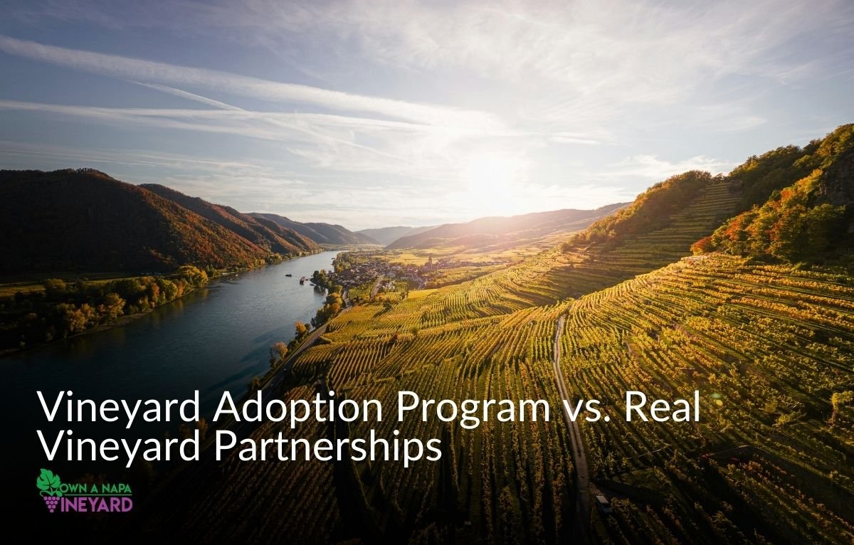Read more about the article Vineyard Adoption Program vs. Real Vineyard Partnerships: What’s the Difference?